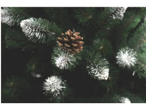 Ezüstfenyő fehér tobozzal - 150cm