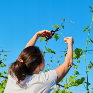 GardenLine kerti metszőolló 20 cm