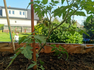 LSH Garden Box KID magaságyás (gyalult)