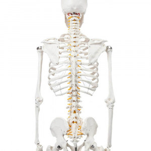 Anatómiai csontváz modell állvánnyal