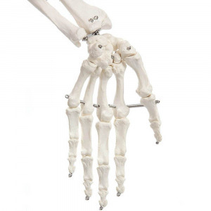 Anatómiai csontváz modell állvánnyal
