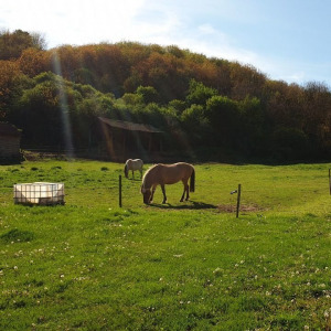 Naspolya panzió, Bátaapáti -3 nap 2 éj 2 fő részére, teljes ellátással