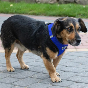 Nyomásmentes kutyahám pórázzal - XL méret, fényvisszaverő