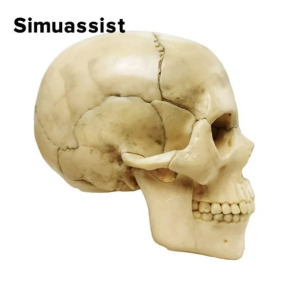 15 Db-os 4D összeszerelhető klasszikus koponya anatómiai modell