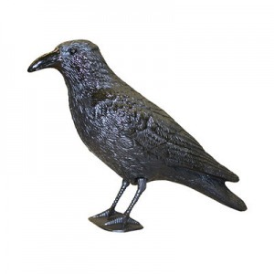 Galambriasztó varjú